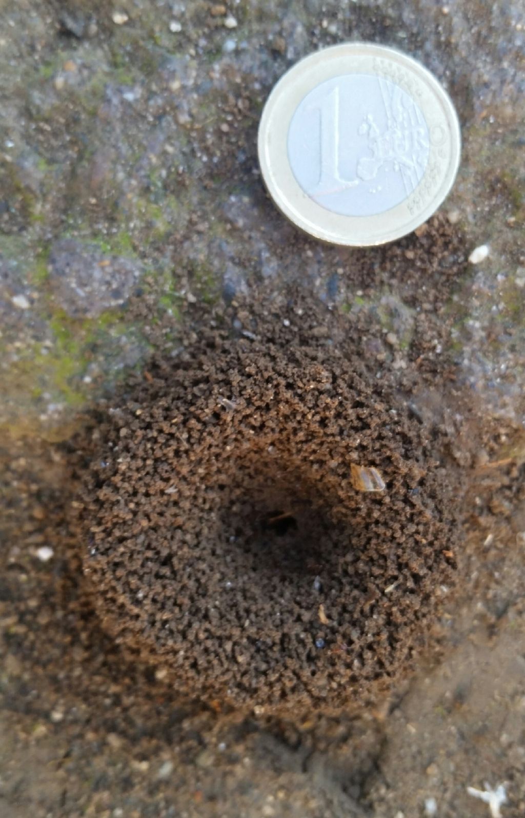 Nido di formiche?